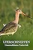 Primary photo for Uferschnepfen - Unterschätztes Federvieh