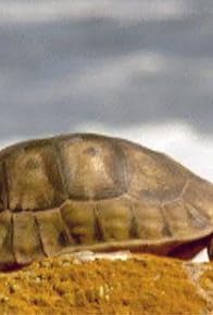 Primary photo for The Reptiles: Turtles and Tortoises