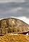 The Reptiles: Turtles and Tortoises's primary photo