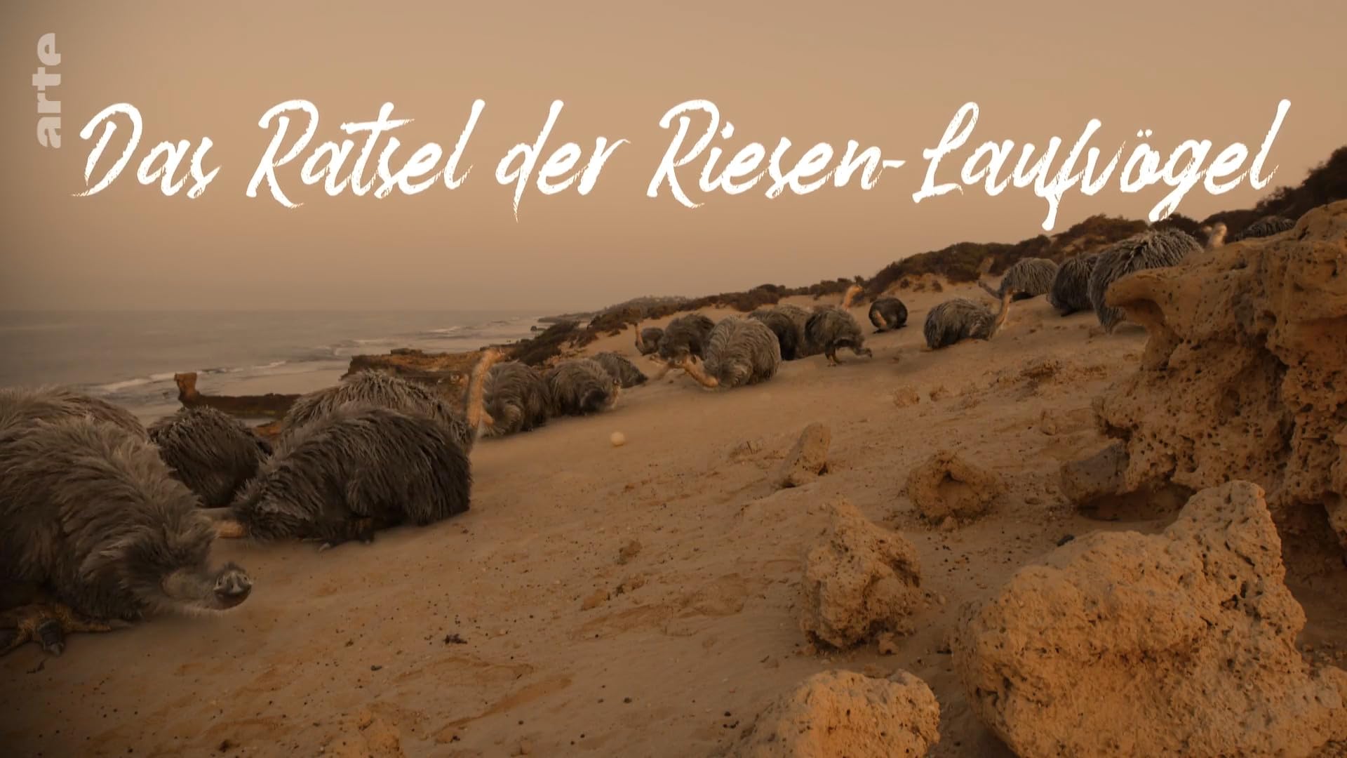 Тайна гигантских птиц (2024)