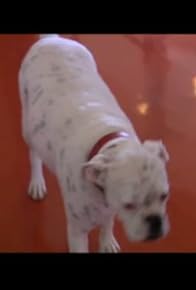 Primary photo for Bella & Big Boy and Gracie