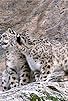 Primary photo for Snow Leopard: Beyond the Myth Primary photo for Snow Leopard: Beyond the Myth