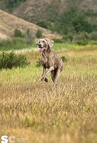 Primary photo for Eukanuba: Magnificence Through Nutrition