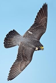 Primary photo for The Peregrine