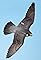 The Peregrine's primary photo