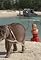 Flipper and the Elephant: Part 2's primary photo
