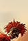 The Son of the Sun's primary photo