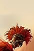 Primary photo for The Son of the Sun Primary photo for The Son of the Sun