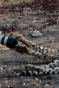 Primary photo for Man, Cheetah, Wild