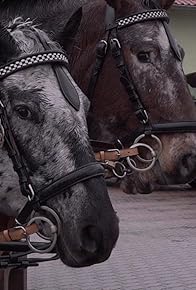 Primary photo for Like Horses Standing in the Rain