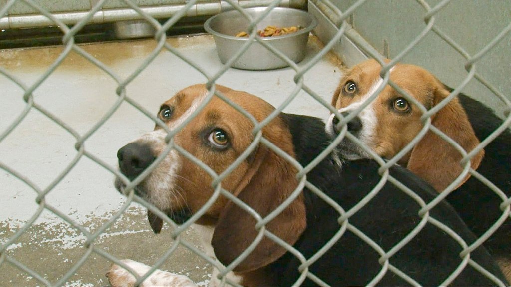 Poster of One Nation Under Dog