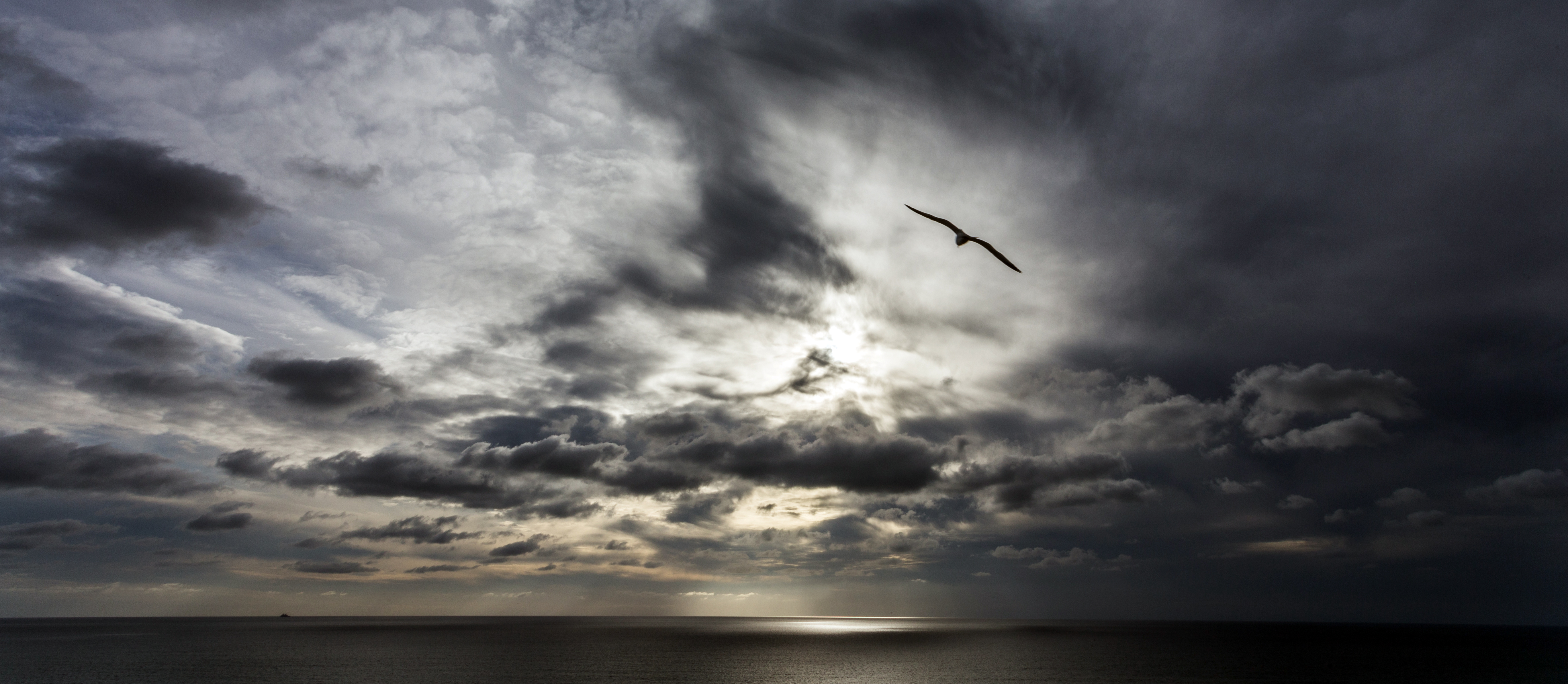 The Phoenix and the Dove