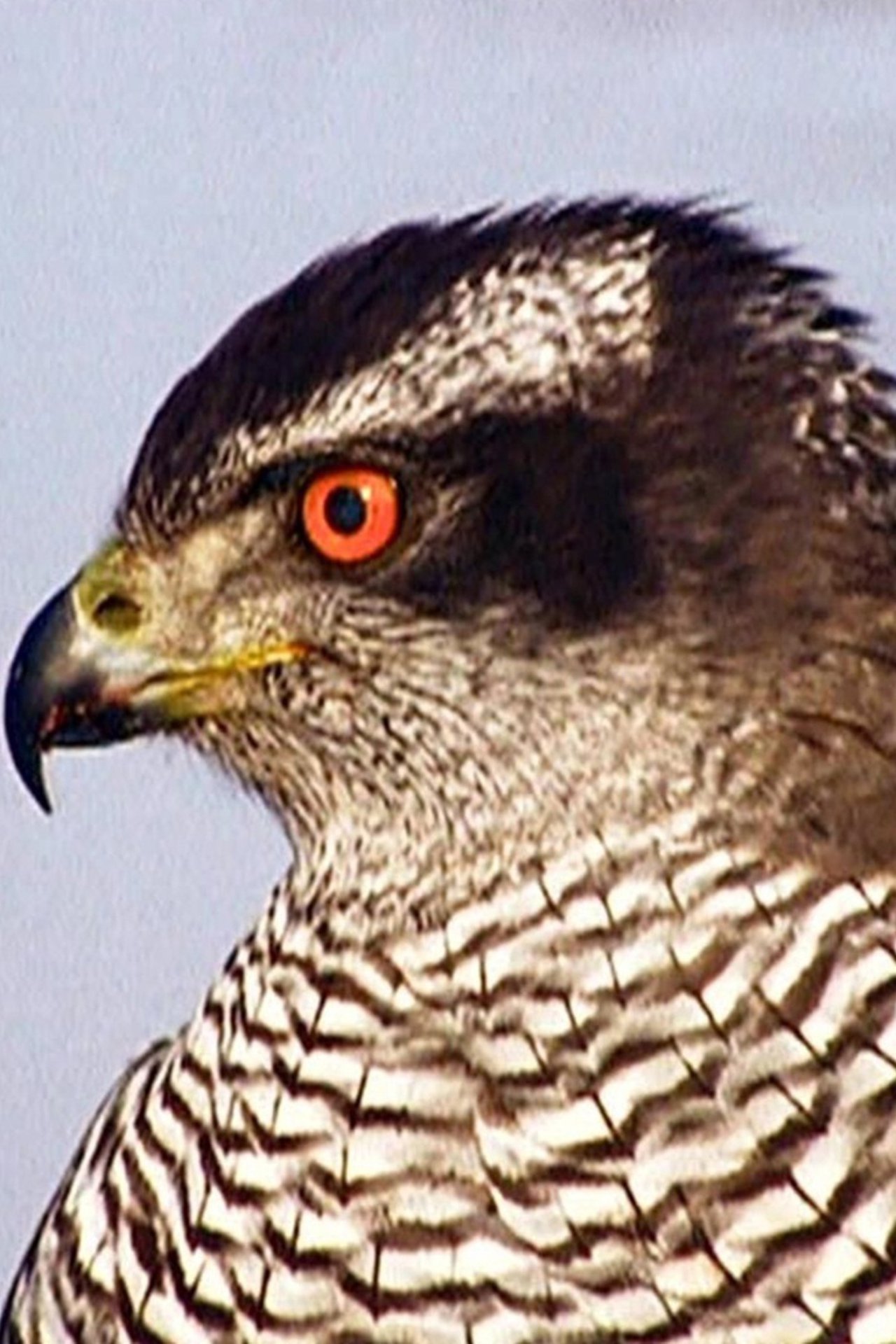 World's Deadliest: Game of Thrones