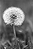 Primary photo for Dandelion