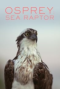 Primary photo for Osprey: Sea Raptor