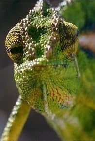 Primary photo for Future Reptiles