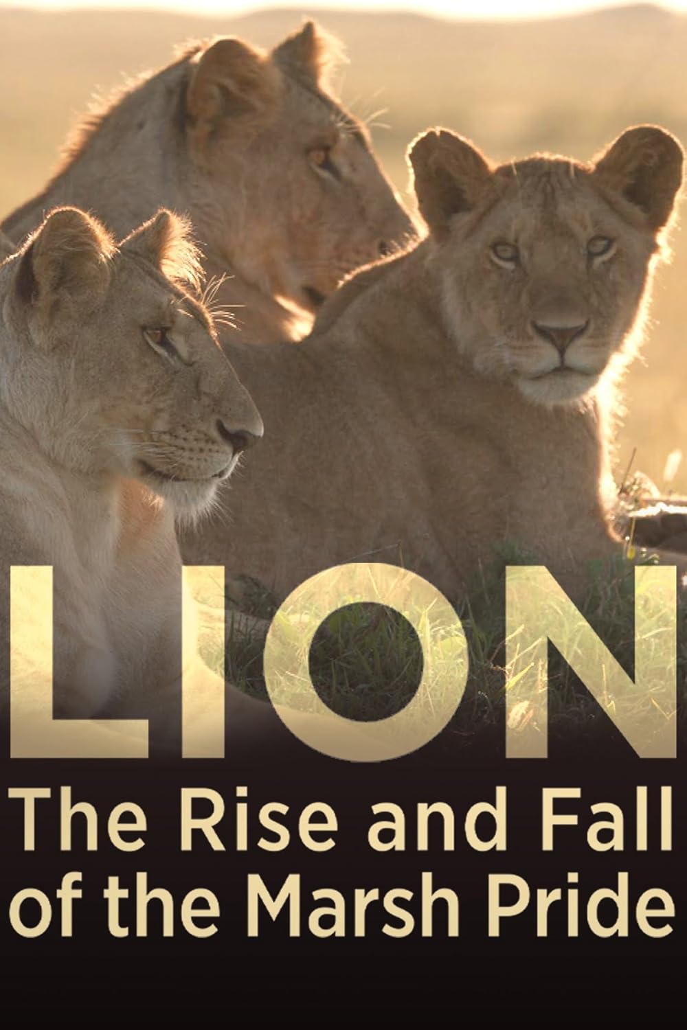 Lion pride before the fall ライオン写真集 Lion pride before the fall ライオン写真集 Lion pride before