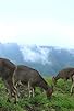 Primary photo for The Mountains of the Monsoon Primary photo for The Mountains of the Monsoon