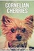 Primary photo for Cornelian Cherries Primary photo for Cornelian Cherries