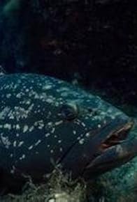 Primary photo for Le mystère du poisson invisible