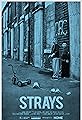 Strays's primary photo