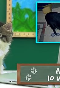 Primary photo for Cats React