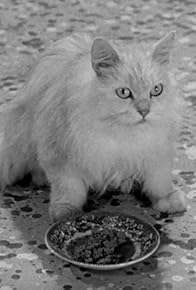 Primary photo for Cat Out of the Bag