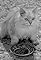 Cat Out of the Bag's primary photo
