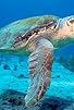 Primary photo for Voyage of the Lonely Turtle Primary photo for Voyage of the Lonely Turtle
