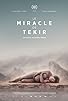 Primary photo for The Miracle of Tekir Primary photo for The Miracle of Tekir