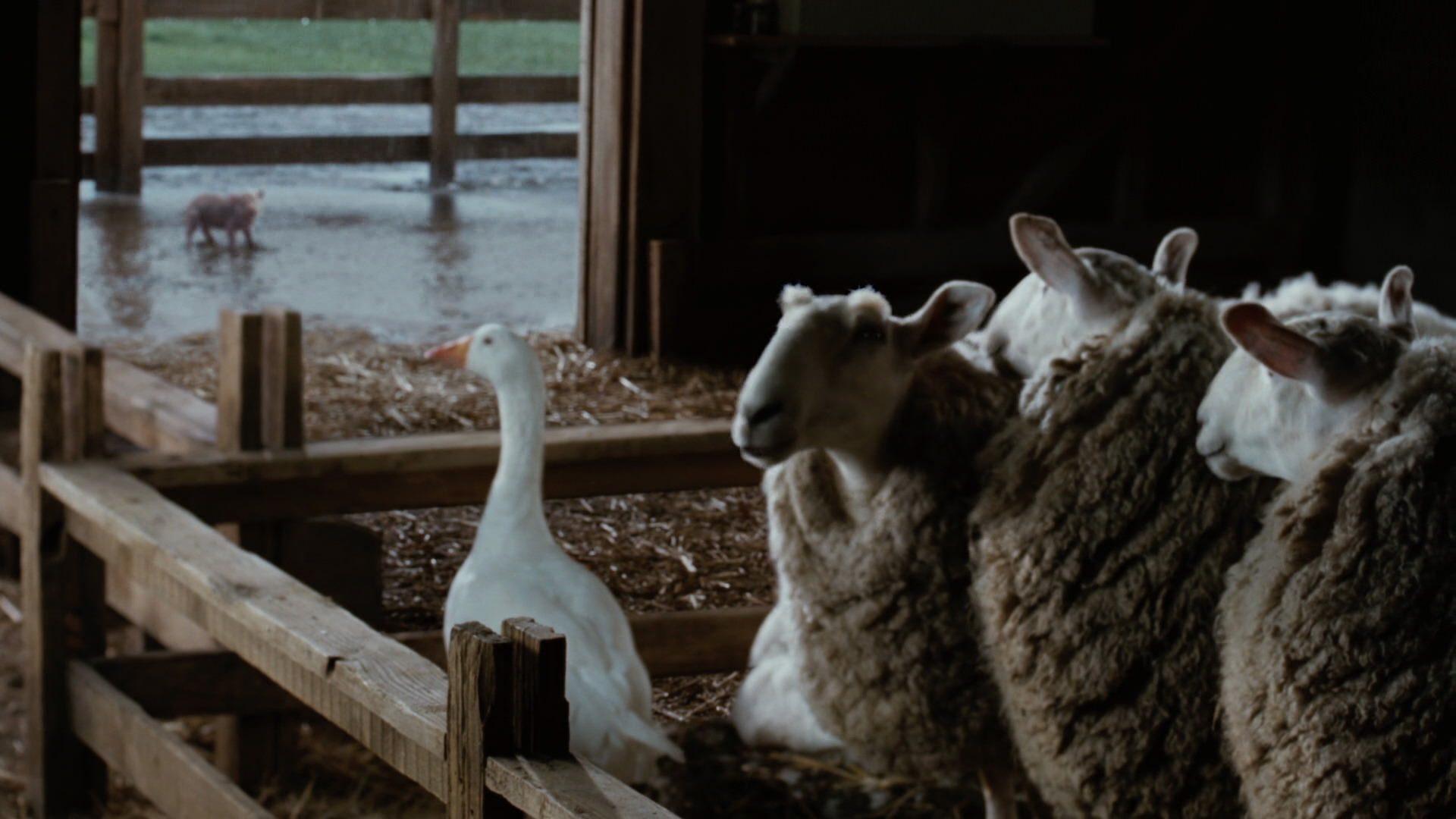 Charlotte's Web (2006)