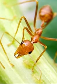 Primary photo for Defying Gravity and Dancing Birds