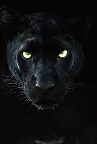 The Real Black Panther 2020