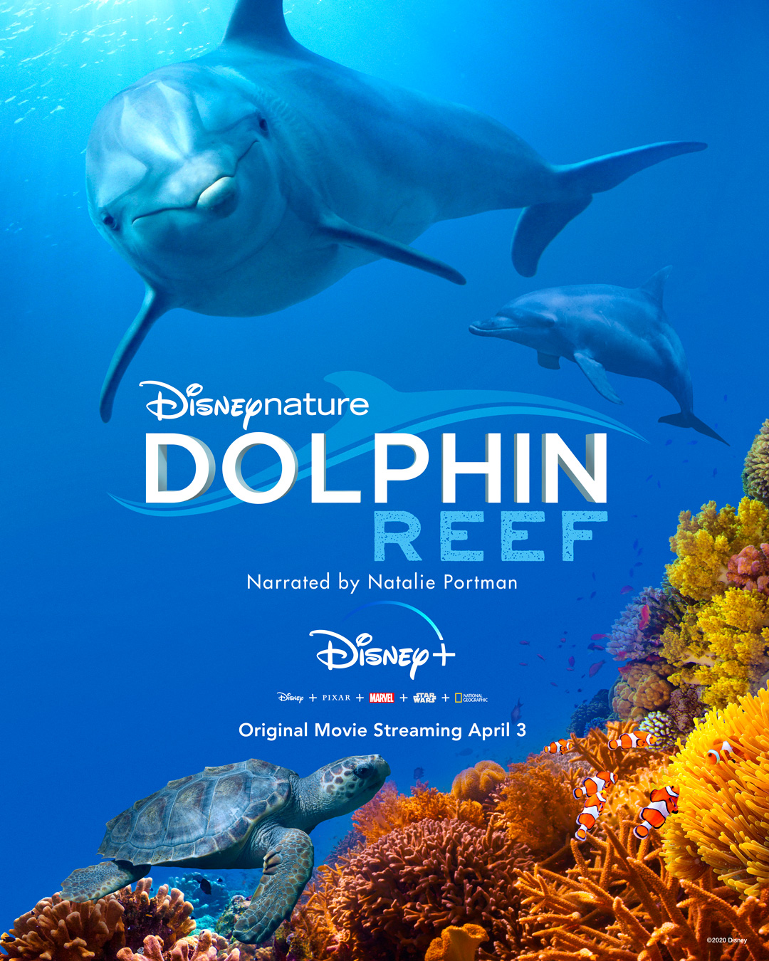 Poster of Dolphin Reef