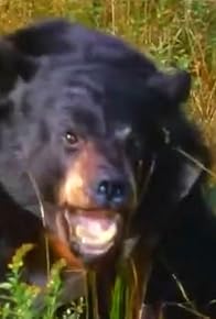 Primary photo for The Clever Trapper