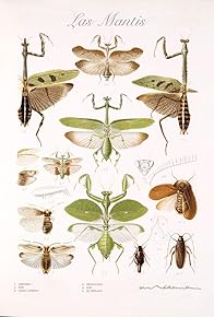 Primary photo for The Mantises