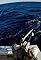 Striking Distance's primary photo
