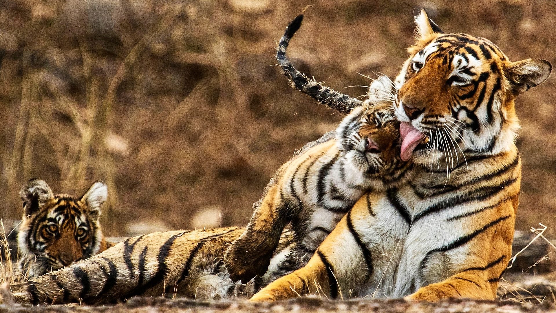 2024Family with Tigers大山3 A Tale of Two Tiger Families and Their Survival | Our World