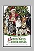 Primary photo for 12 Dog Days Till Christmas Primary photo for 12 Dog Days Till Christmas