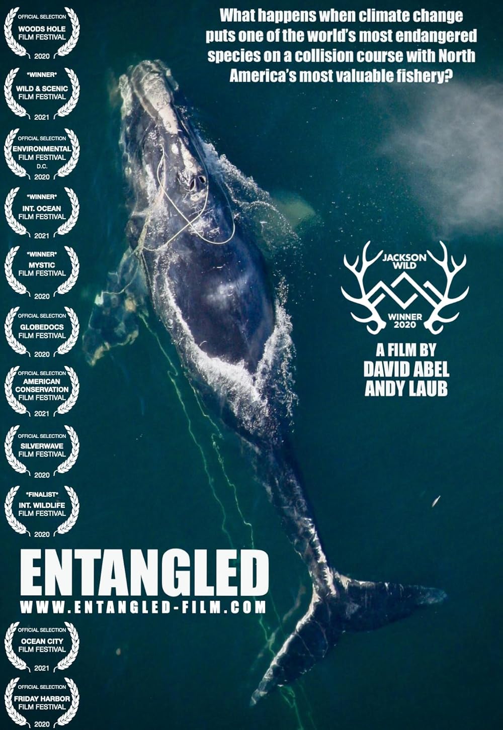 その他 North Atlantic&#39;s Most Endangered Whales [DVD] Watch Saving the Right Whale | Prime Video