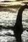 The Loch Ness Monster's primary photo