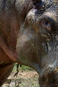 Primary photo for Die Hippos sind los - Pablo Escobars Erbe