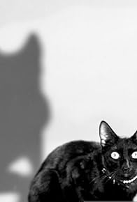 Primary photo for Tales of the Black Cat