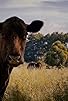Primary photo for En el país de las vacas gordas Primary photo for En el país de las vacas gordas