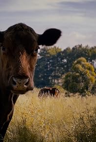 Primary photo for En el país de las vacas gordas
