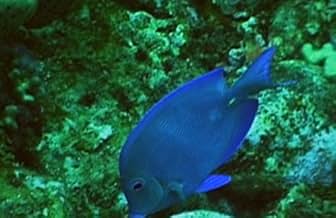 पोस्टर देखें