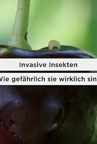Primary photo for Invasive Insekten: Wie gefährlich sie wirklich sind