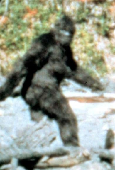 Primary photo for The Truth About Bigfoot Primary photo for The Truth About Bigfoot