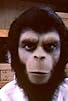 Primary photo for Roddy McDowall's Planet of the Apes Homemovie Primary photo for Roddy McDowall's Planet of the Apes Homemovie