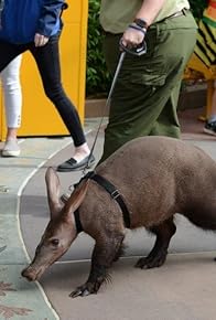 Primary photo for Aardvark Love! Primary photo for Aardvark Love!